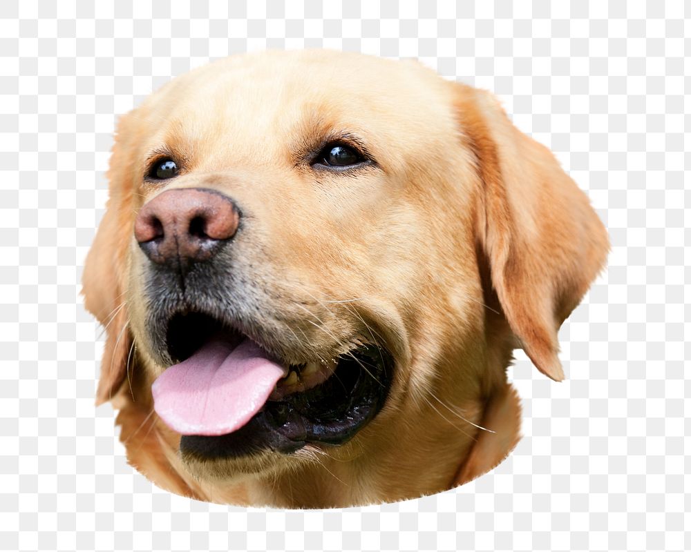 Labrador retriever png sticker, transparent background