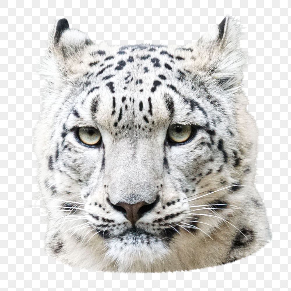 Snow leopard png animal, transparent background