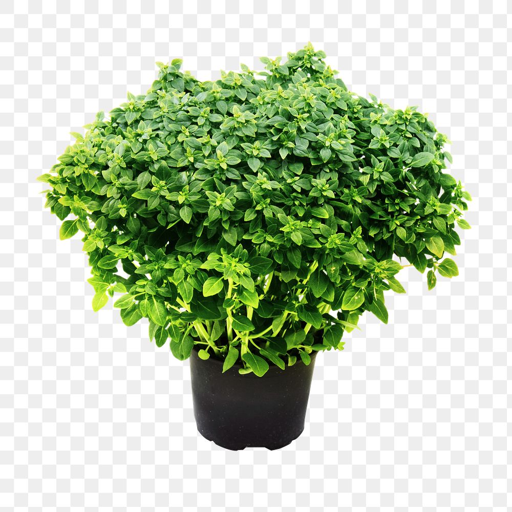 Potted plant png sticker, transparent background