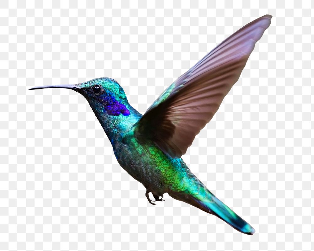 Flying hummingbird png sticker, transparent background