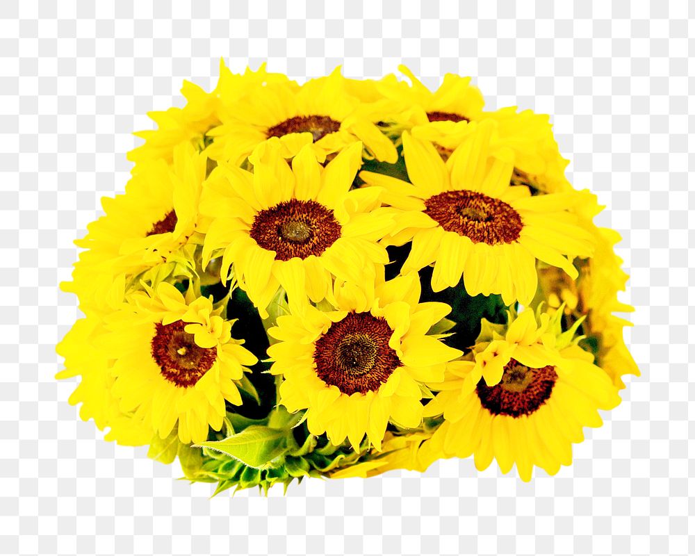 Sunflower png sticker, transparent background