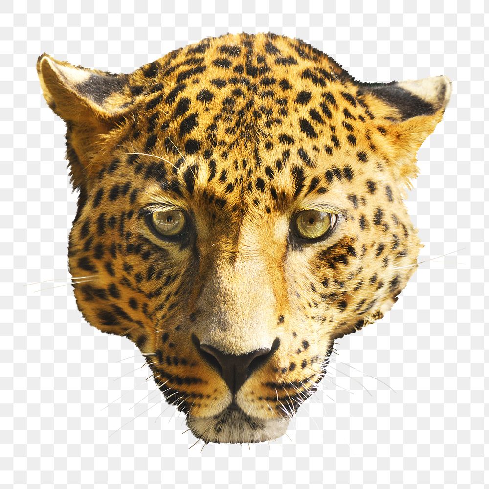 Leopard png sticker, transparent background