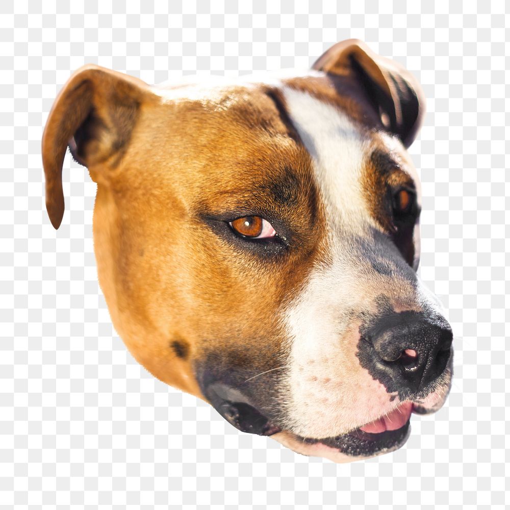 Png American Staffordshire Terrier dog sticker, transparent background