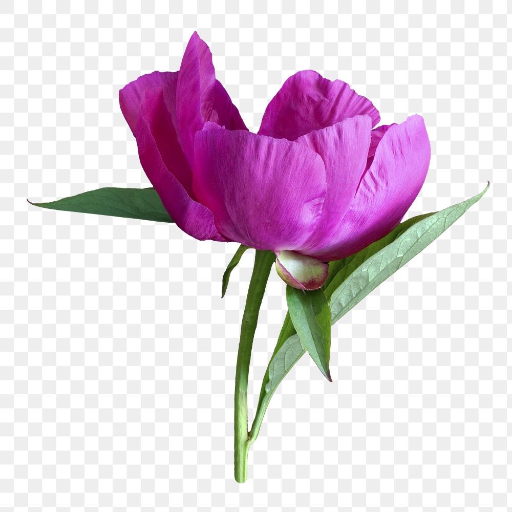 Purple tulip flower png, transparent background