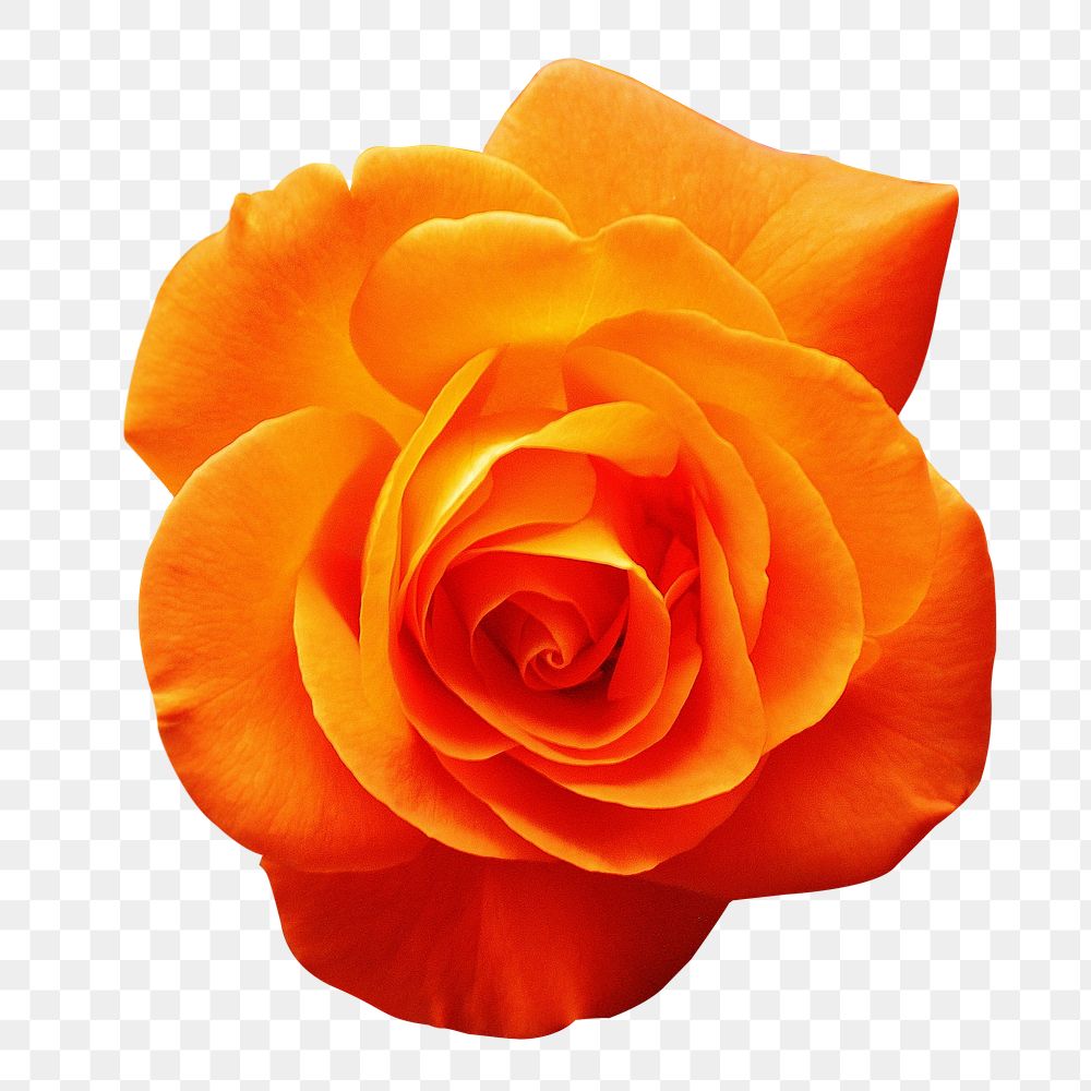 Orange rose png flower sticker, transparent background