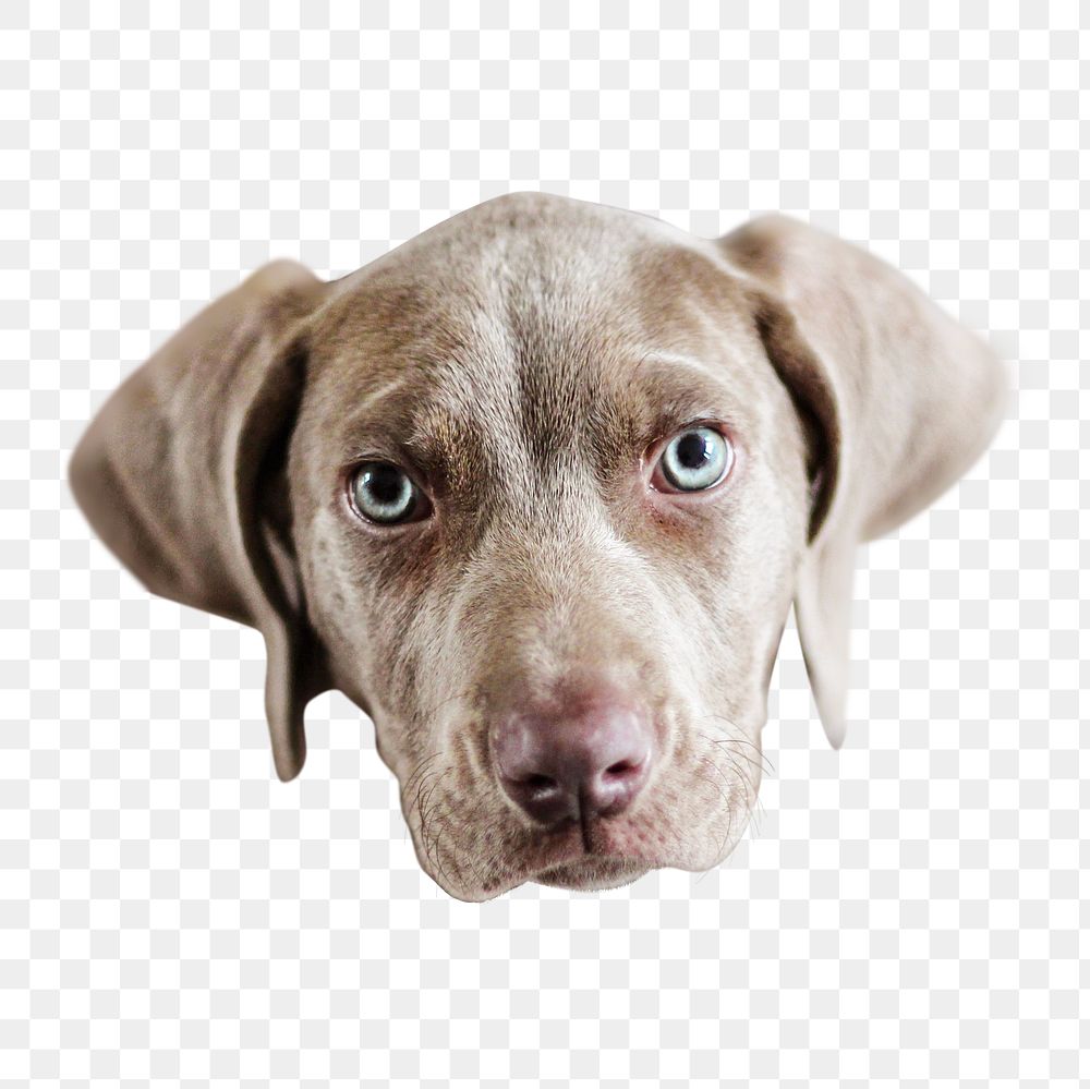 Cute weimaraner dog  png sticker, animal transparent background