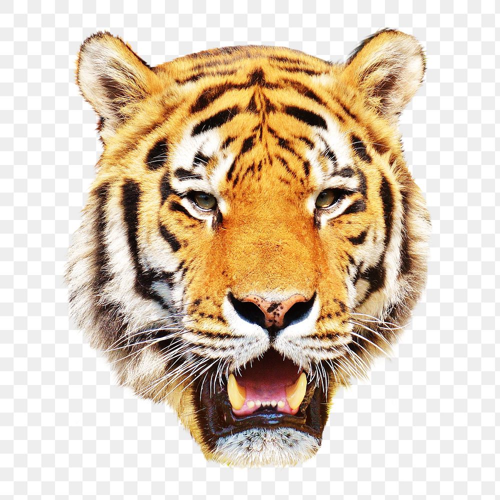 Tiger head png sticker, transparent background