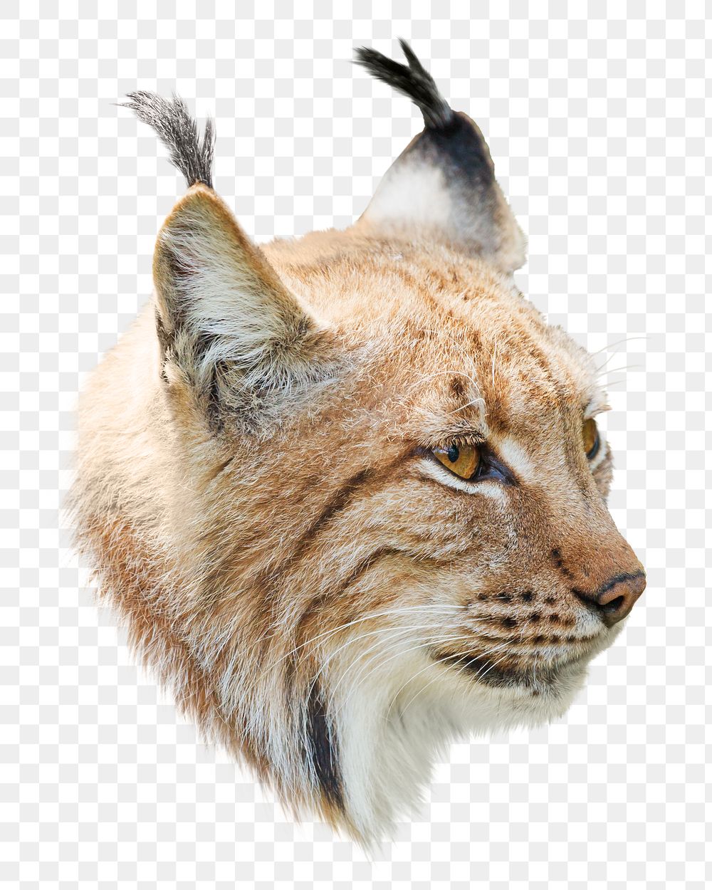 Lynx wild cat png animal, transparent background