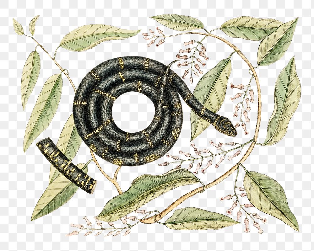 Eastern King Snake  png sticker, vintage animal illustration transparent background. Remixed by rawpixel.