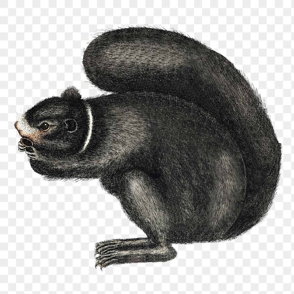 Black squirrel png sticker, vintage animal illustration transparent background. Remixed by rawpixel.