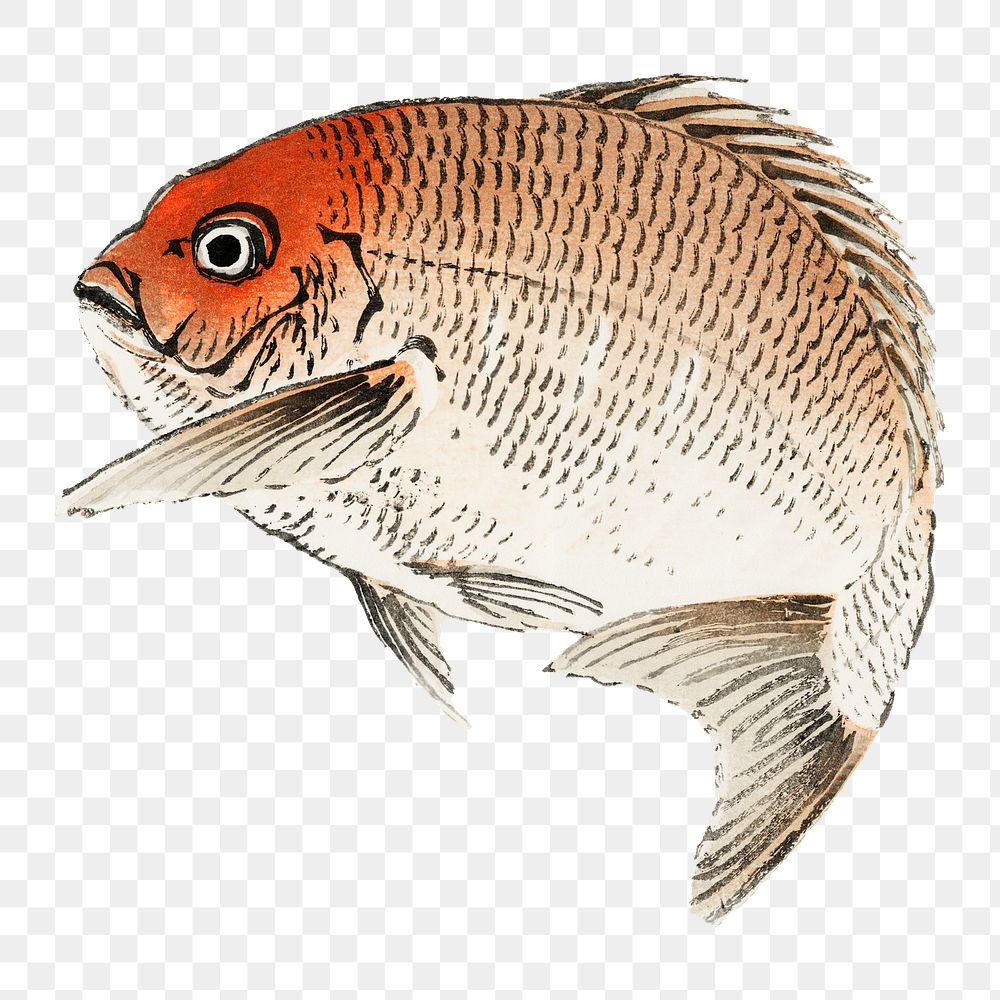 Red Seabream png fish sticker, vintage illustration transparent background. Remixed by rawpixel.