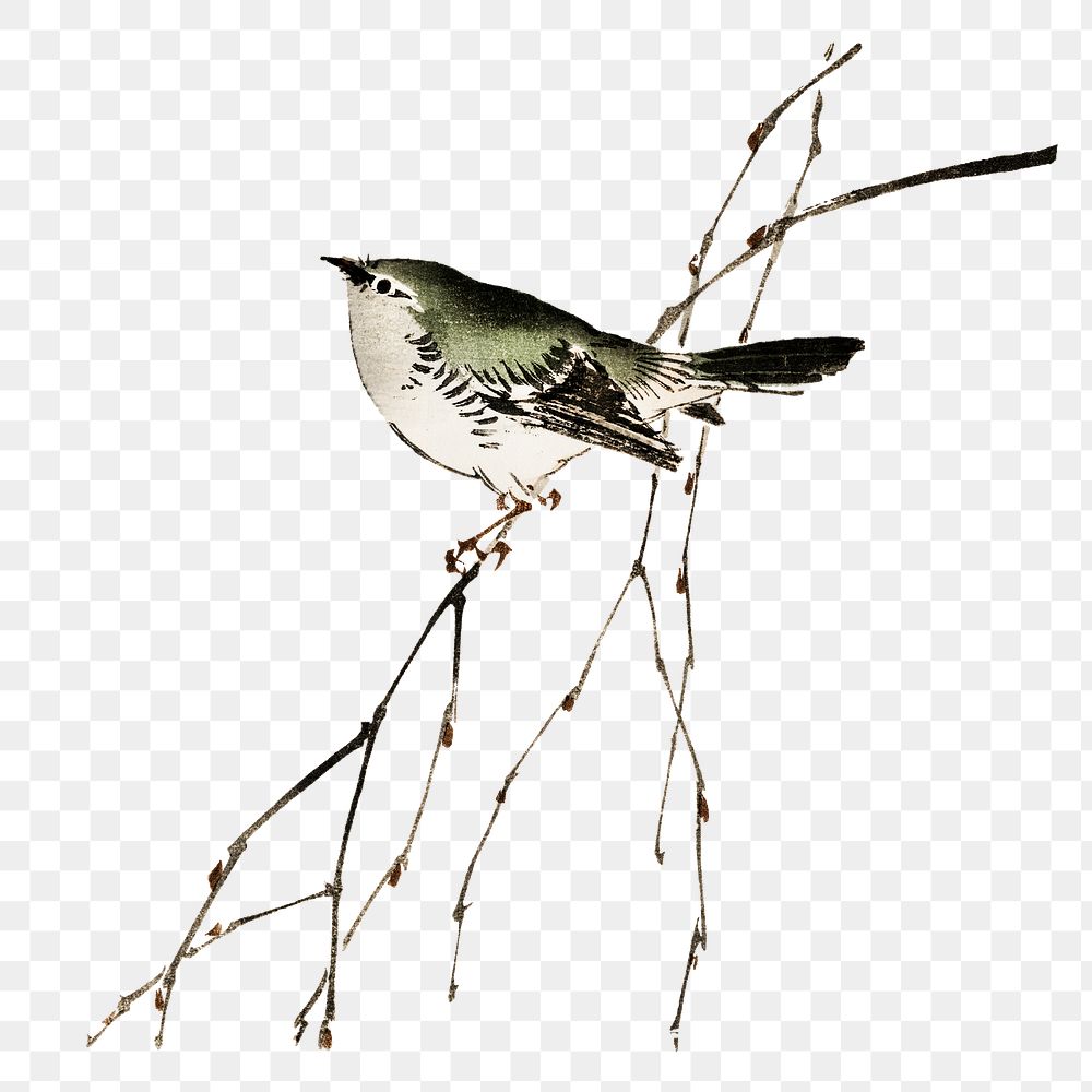 Tit bird png sticker, vintage animal illustration transparent background. Remixed by rawpixel.