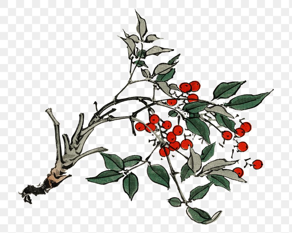 Firethorns flower  png illustration sticker, transparent background. Remixed by rawpixel.