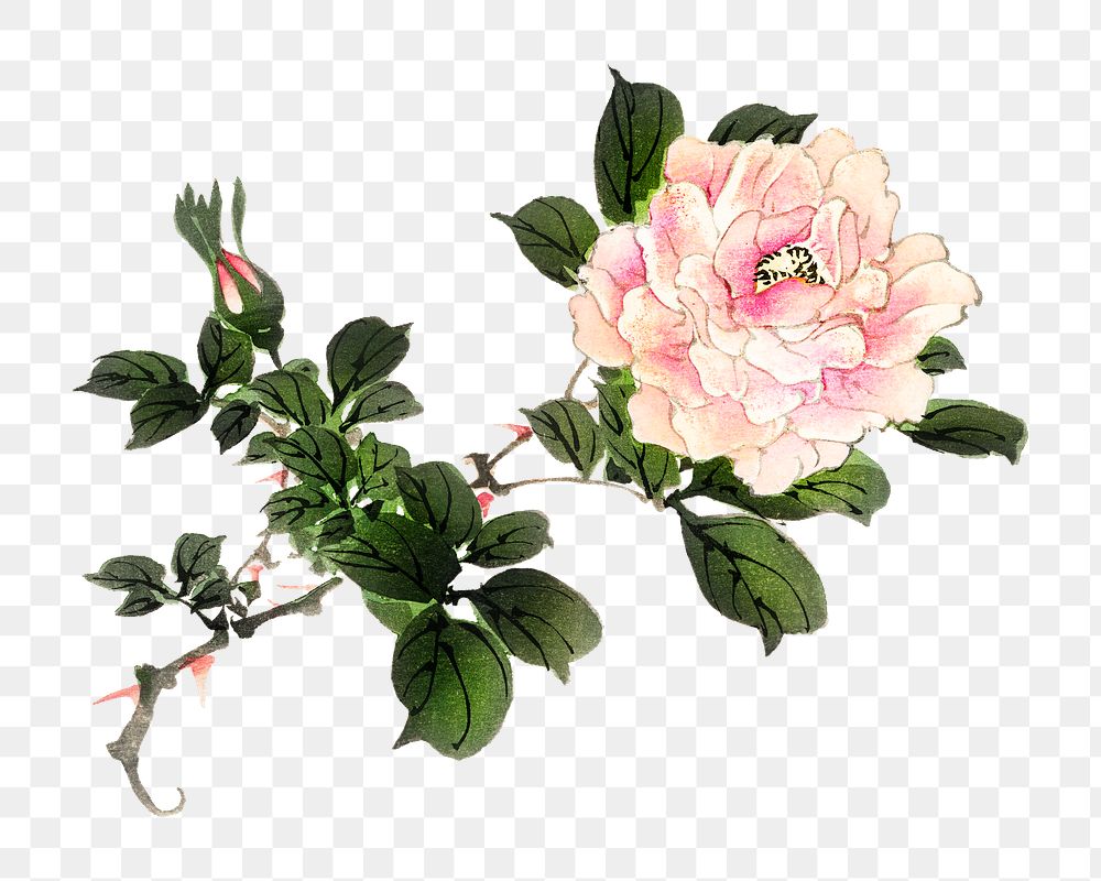 Vintage pink rose png illustration sticker, transparent background. Remixed by rawpixel.