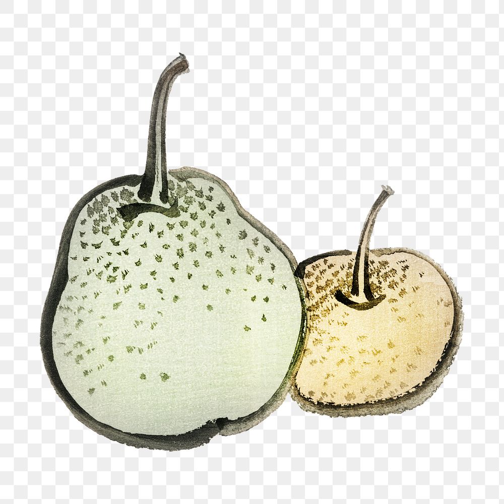 Png vintage Asian pears  sticker, transparent background. Remixed by rawpixel.