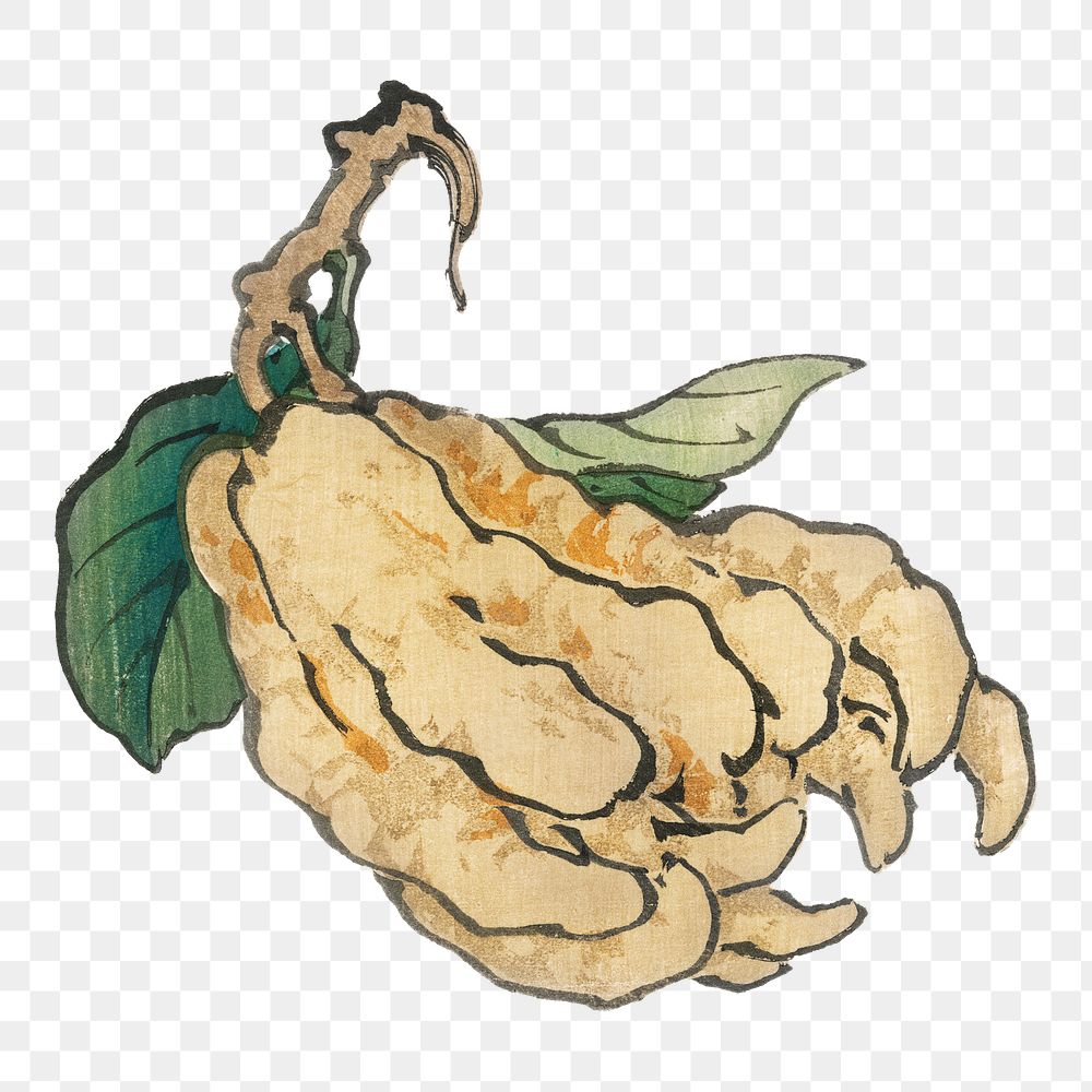 Vintage Etrog png sticker, transparent background. Remixed by rawpixel.