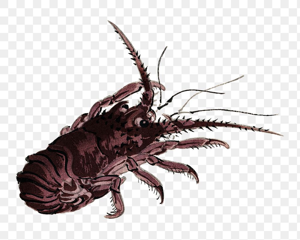 Crayfish png sticker, vintage illustration transparent background. Remixed by rawpixel.