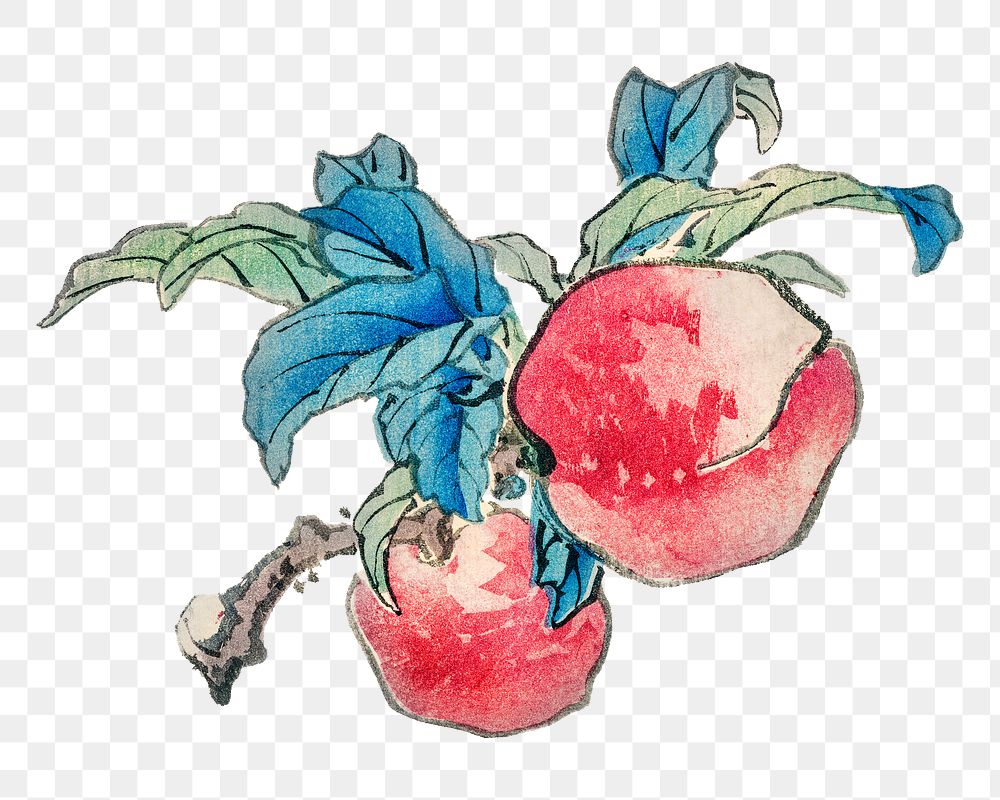 Vintage peaches png  illustration sticker, transparent background. Remixed by rawpixel.