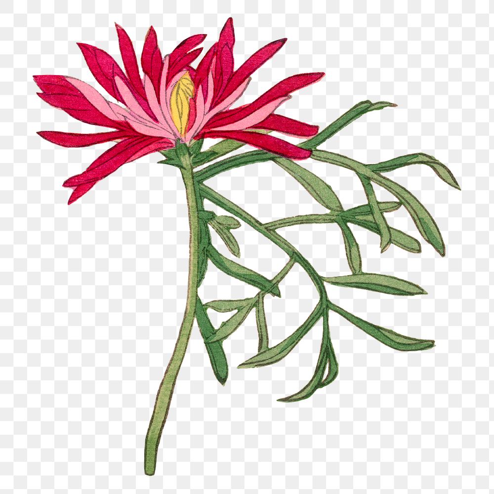 Chrysanthemum png flower illustration  sticker, transparent background. Remixed by rawpixel.