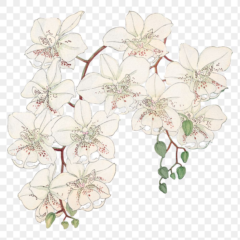White orchids png illustration sticker, transparent background. Remixed by rawpixel.