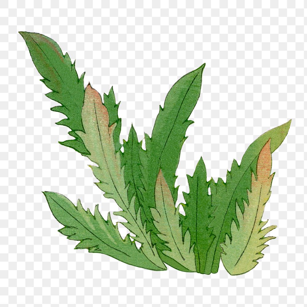 Seaweed grass png illustration  sticker, transparent background. Remixed by rawpixel.