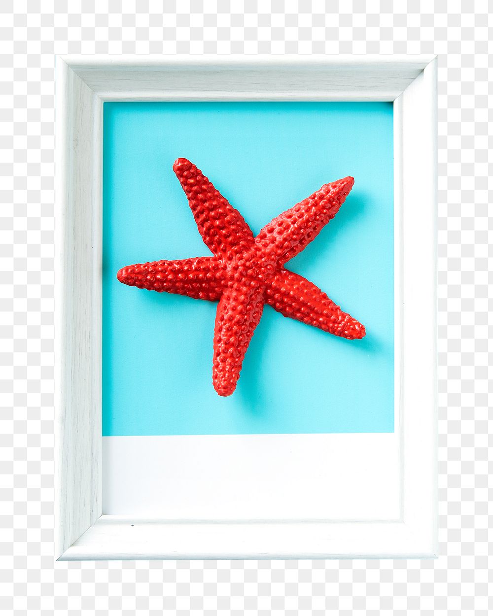 Starfish in frame png, transparent background