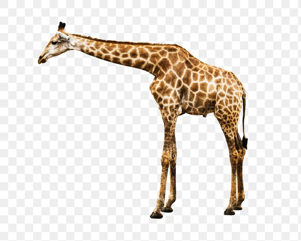 Giraffe animal png sticker, transparent background