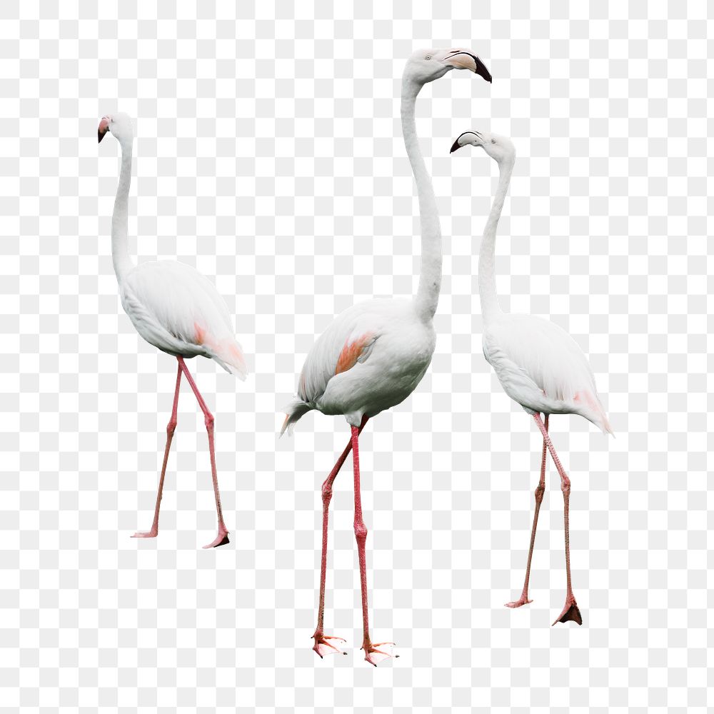 White flamingo bird png sticker, transparent background