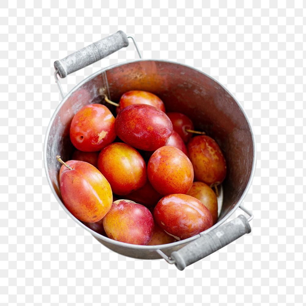 Plums in pot png sticker, transparent background