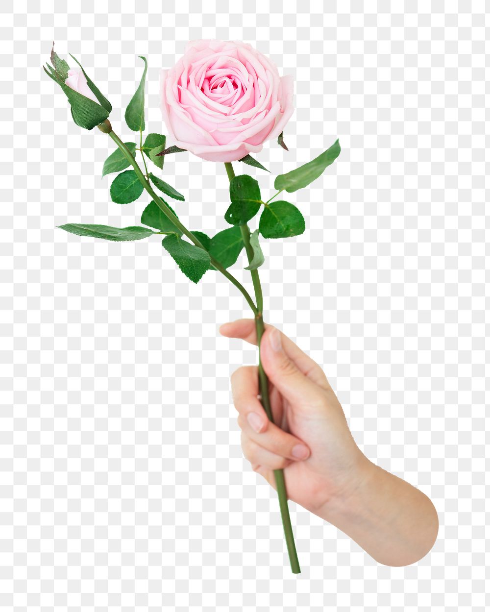 Hand holding rose png, transparent background
