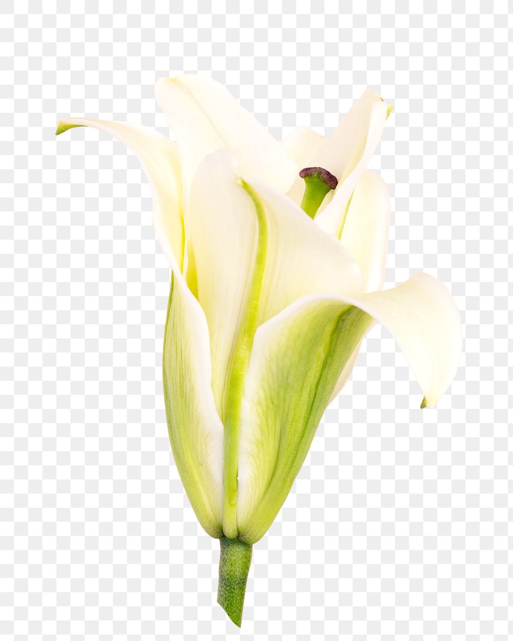 White lily flower png sticker, transparent background