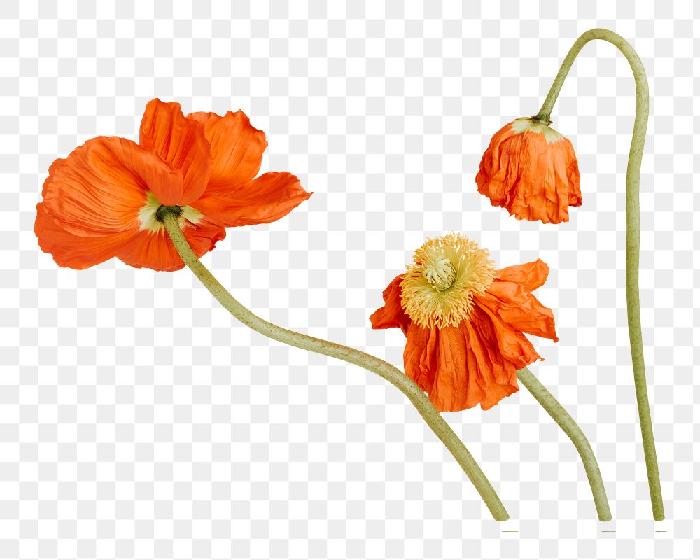 Red poppy png  flower , transparent background