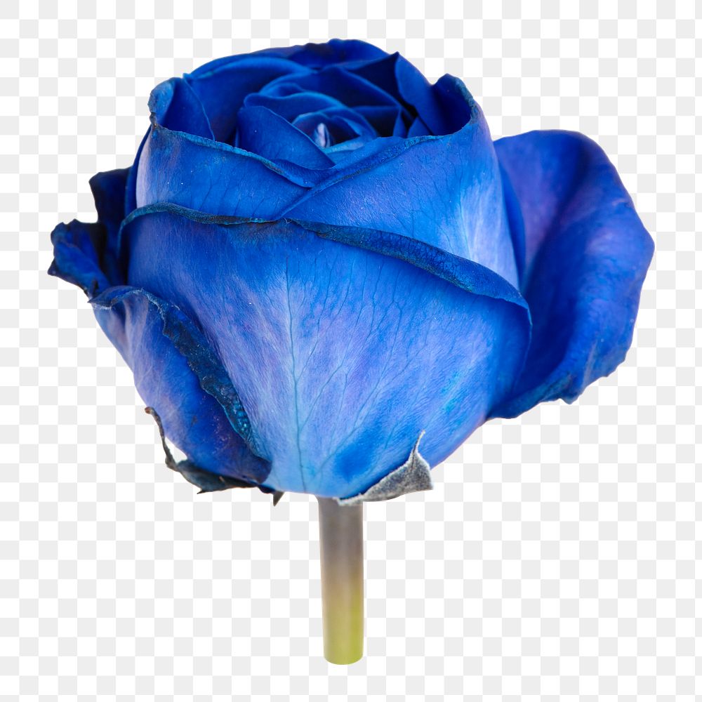 Blue rose png flower, transparent background