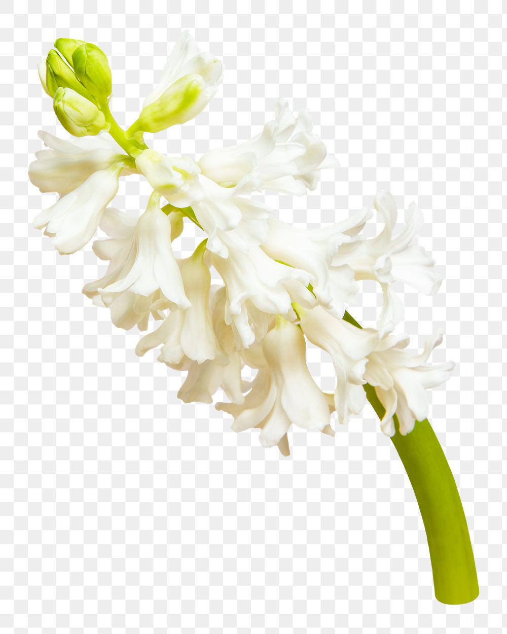 White hyacinths flower png sticker, transparent background