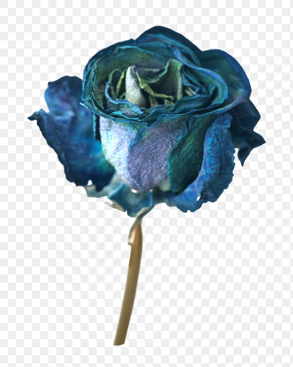 Dried blue rose png sticker, transparent background