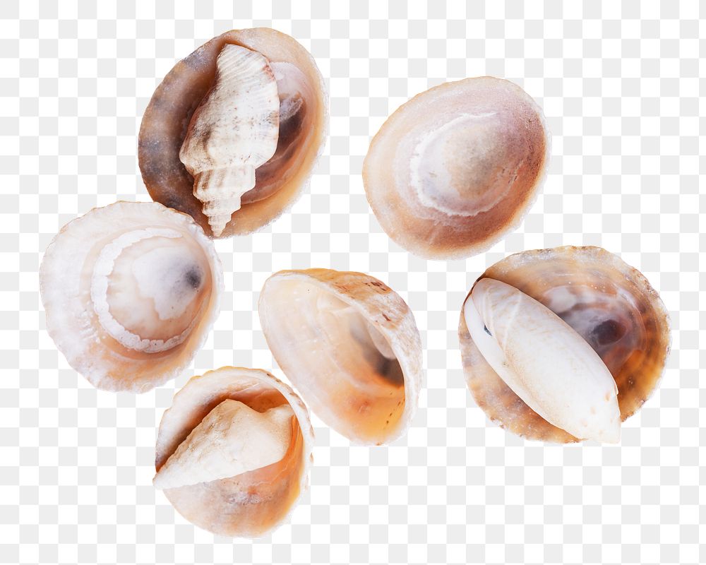 Seashells png, transparent background