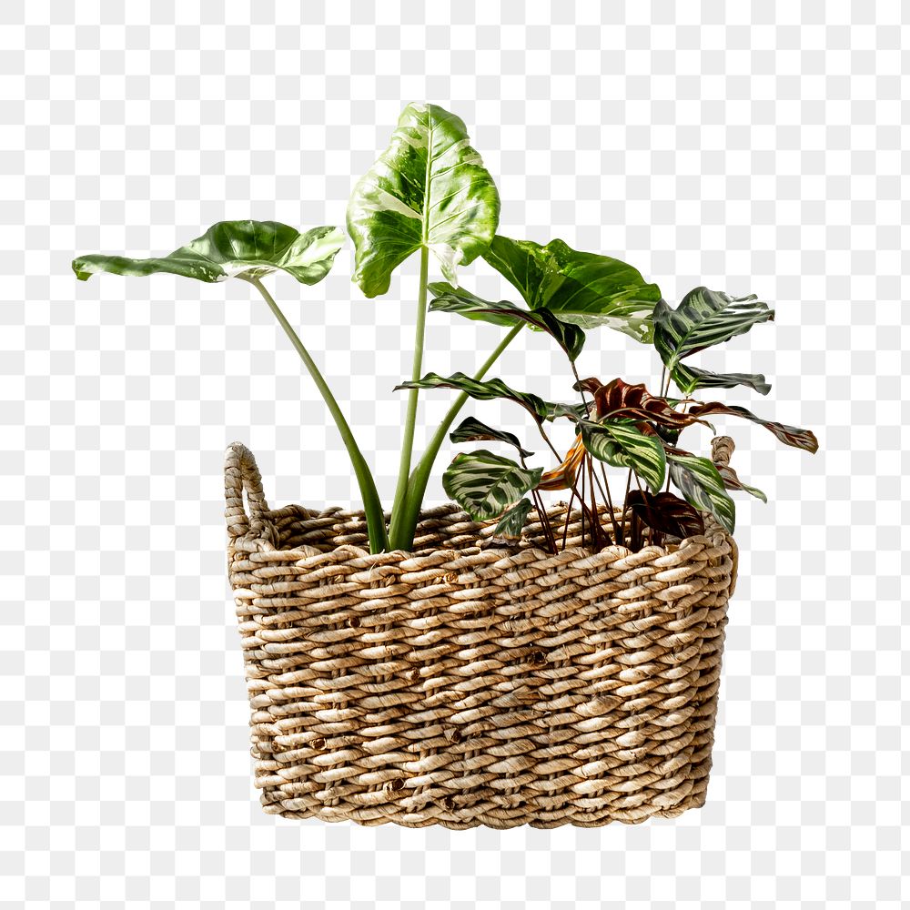 Houseplant in basket png sticker, transparent background