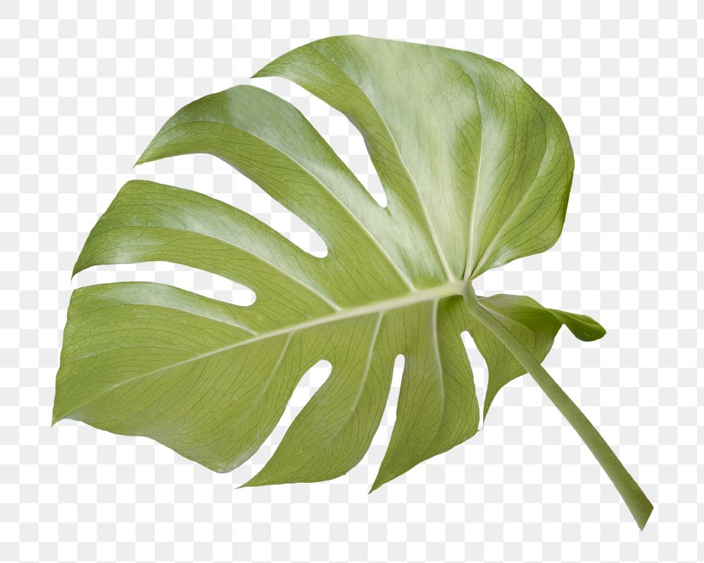 Monstera leaf png sticker, botanical, transparent background