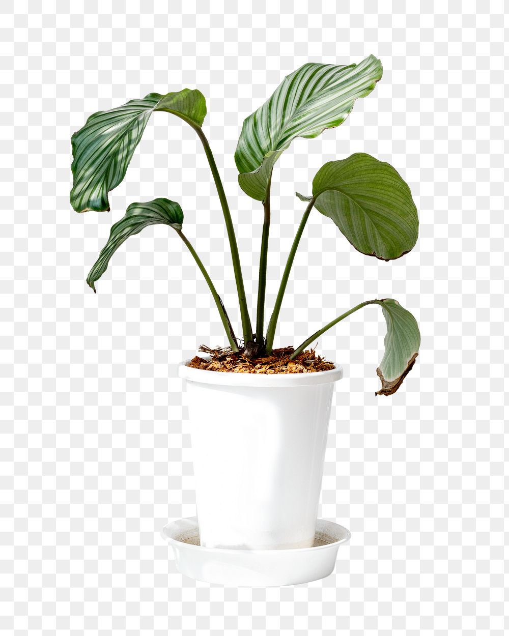 Calathea Orbifolia houseplant png sticker, transparent background