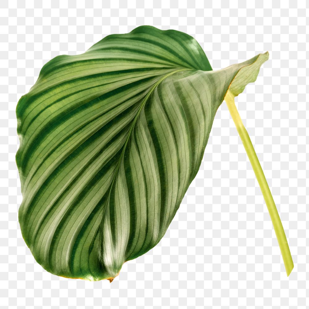 Calathea Orbifolia leaf png sticker, botanical, transparent background