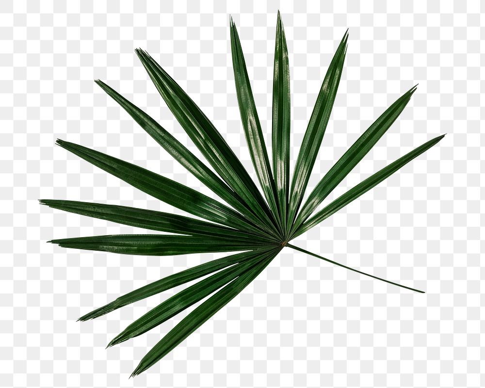 Fan palm png sticker, botanical, transparent background