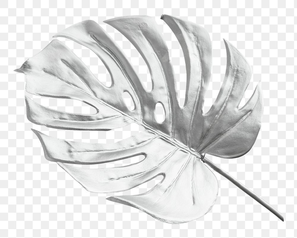 Silver Monstera leaf png sticker, botanical, transparent background