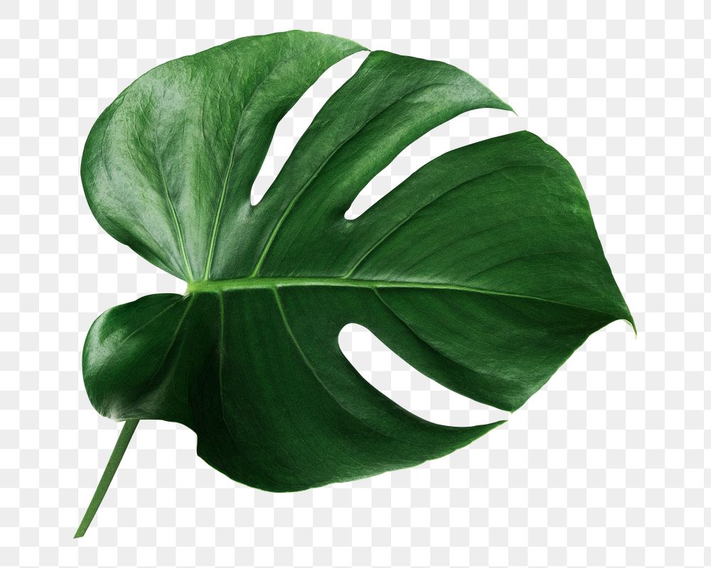 Monstera leaf png sticker, botanical, transparent background