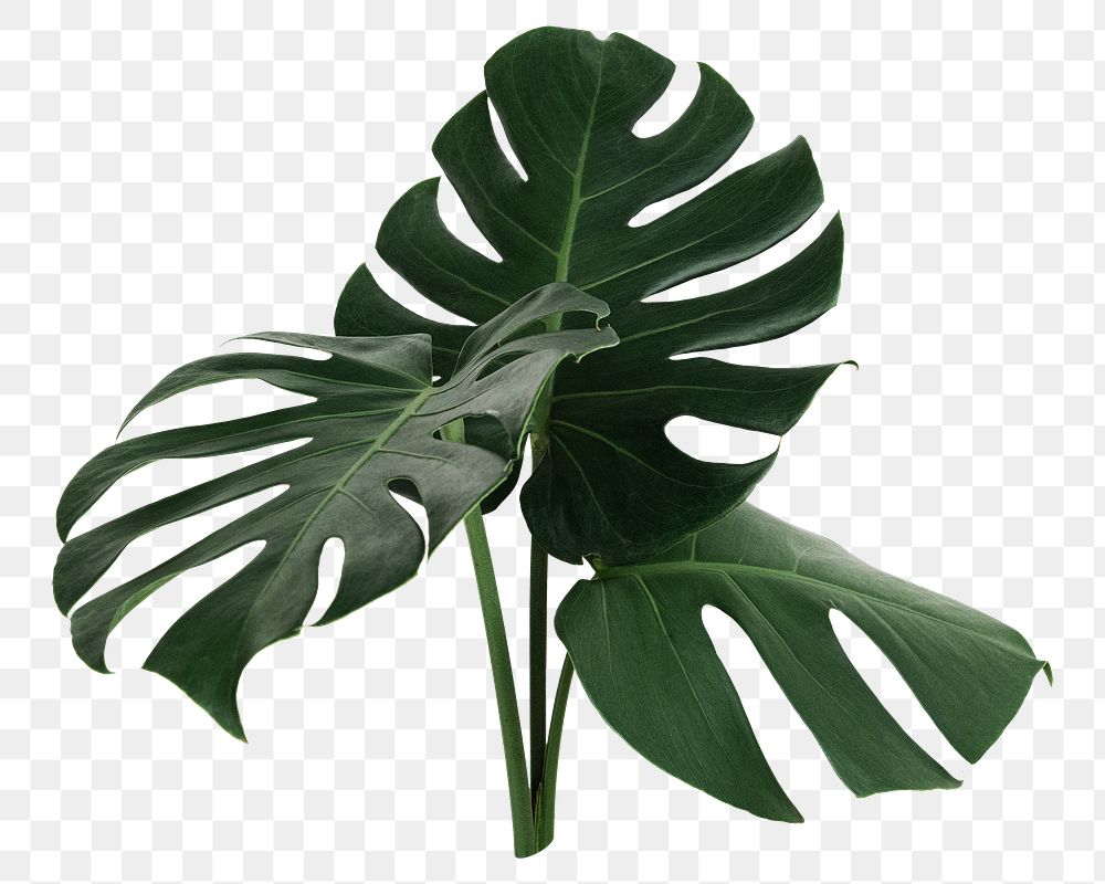 Monstera tropical leaf png sticker, botanical, transparent background