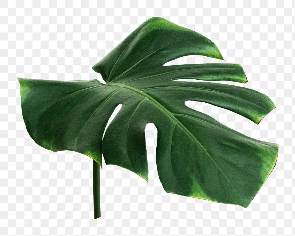 Monstera leaf png sticker, botanical, transparent background