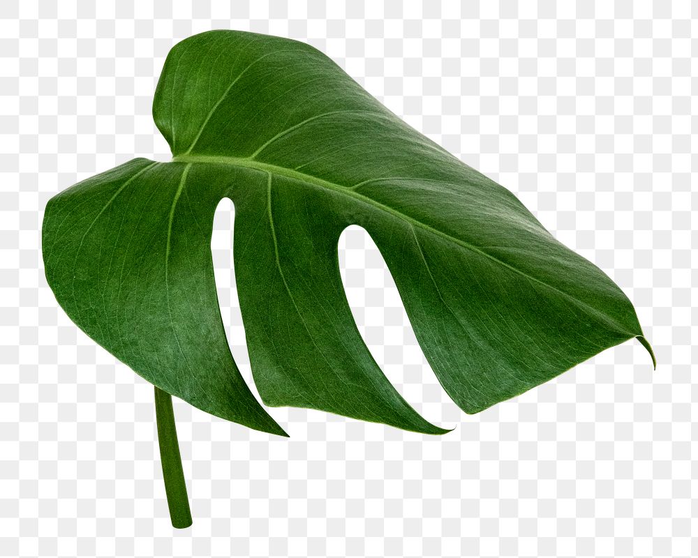 Monstera tropical leaf png sticker, botanical, transparent background