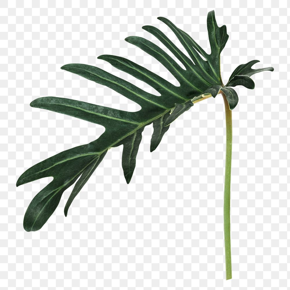 Philodendron xanadu leaf png sticker, botanical, transparent background