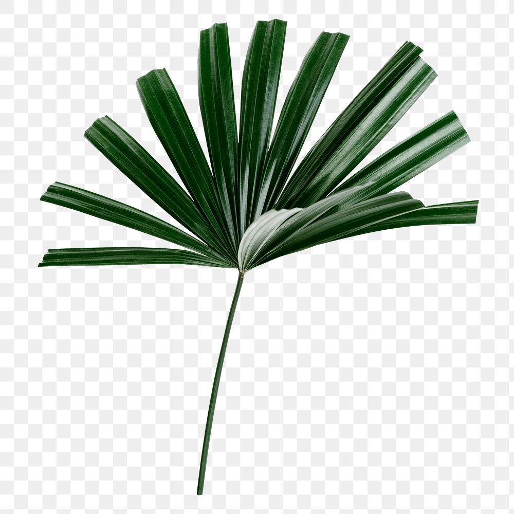 Fan palm leaf png sticker, botanical, transparent background