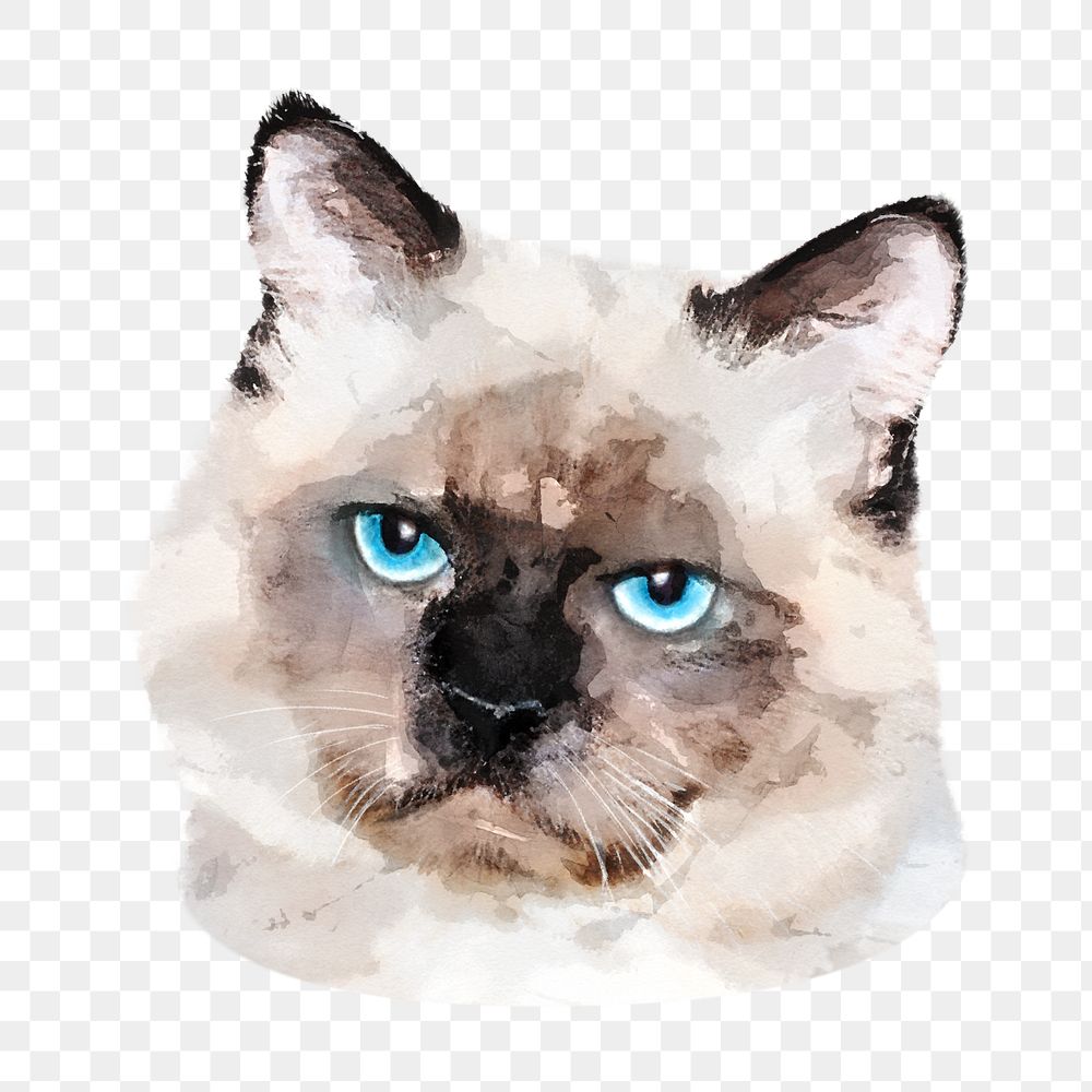 Ragdoll cat png sticker, transparent background