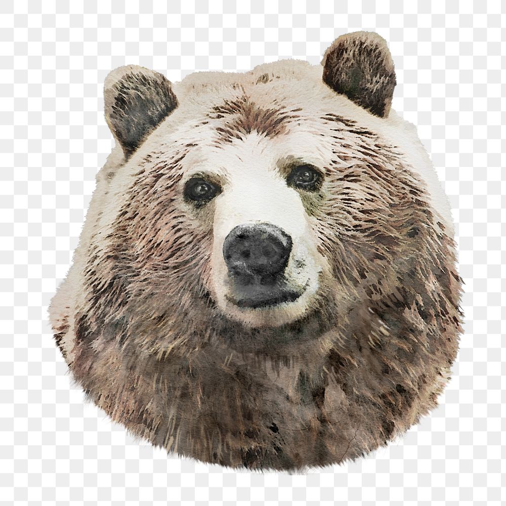 Grizzly bear png sticker, transparent background